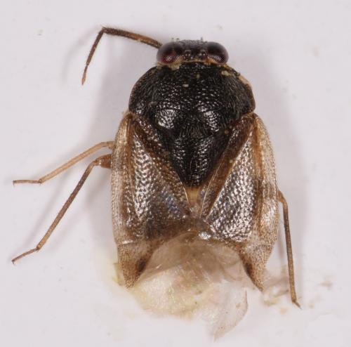 Réf. 186 679 : Isometopus linnavuori